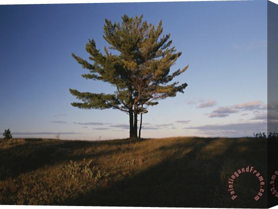 Raymond Gehman A Tree Stands Alone in The Twilight Stretched Canvas Print / Canvas Art