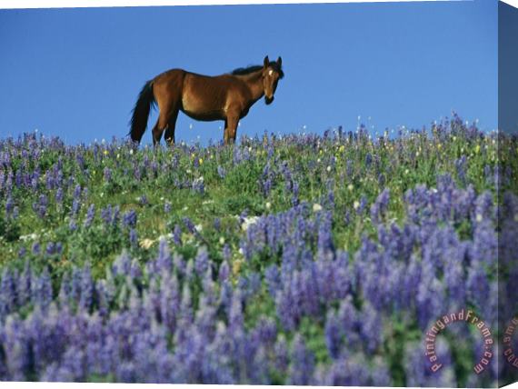 Raymond Gehman A View of a Wild Horse in a Field of Wildflowers Stretched Canvas Painting / Canvas Art