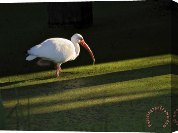 Raymond Gehman A White Ibis Hunts for Food in Shallow Duckweed Covered Water Stretched Canvas Print / Canvas Art