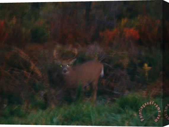 Raymond Gehman A White Tailed Deer at The Woods Edge at Dusk Stretched Canvas Print / Canvas Art
