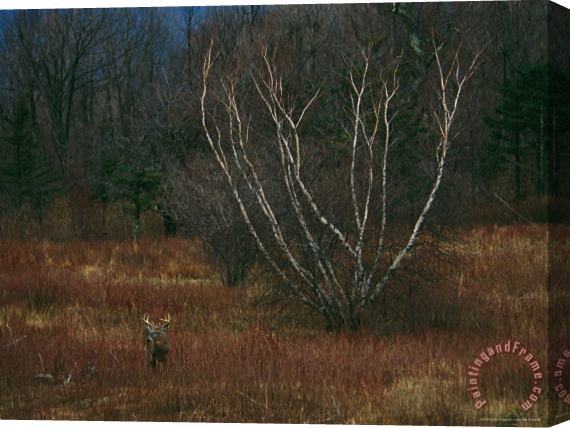 Raymond Gehman A White Tailed Deer Buck Standing Near a Birch Tree in a Meadow Stretched Canvas Painting / Canvas Art
