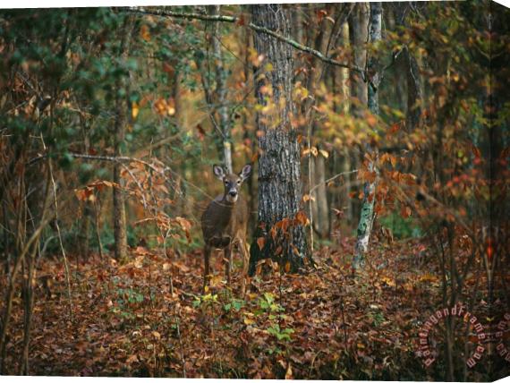 Raymond Gehman A White Tailed Deer in an Upland Hardwood Forest Stretched Canvas Painting / Canvas Art