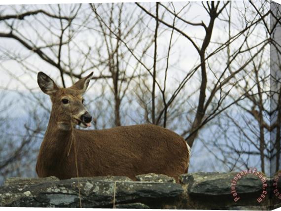 Raymond Gehman A White Tailed Deer Standing Behind a Rock Wall Stretched Canvas Print / Canvas Art