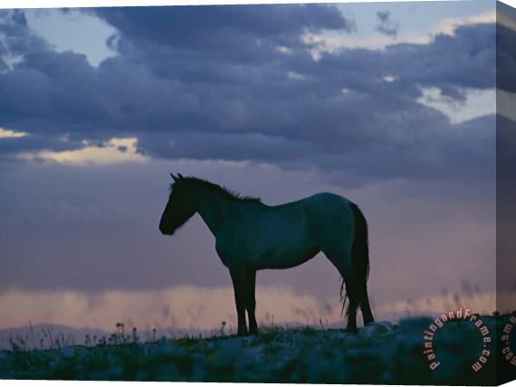 Raymond Gehman A Wild Horse Is Silhouetted by The Setting Sun Stretched Canvas Painting / Canvas Art
