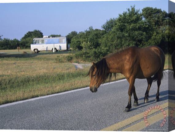 Raymond Gehman A Wild Pony Crosses The Road at Assateague National Wildlife Refuge Stretched Canvas Print / Canvas Art