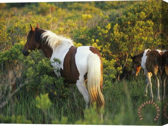 Raymond Gehman Adult And Juvenile Wild Pony in a Thicket of Brush And Grass Stretched Canvas Print / Canvas Art