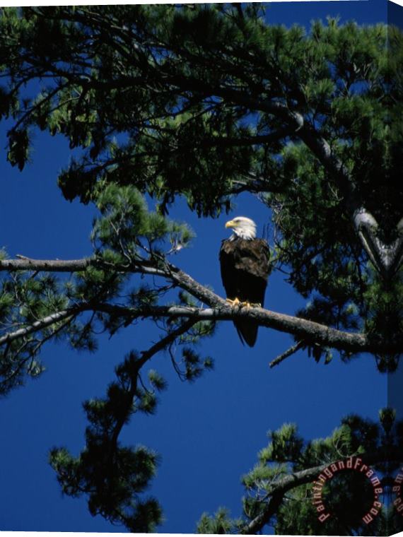 Raymond Gehman American Bald Eagle Perched in an Eastern White Pine Tree Stretched Canvas Print / Canvas Art
