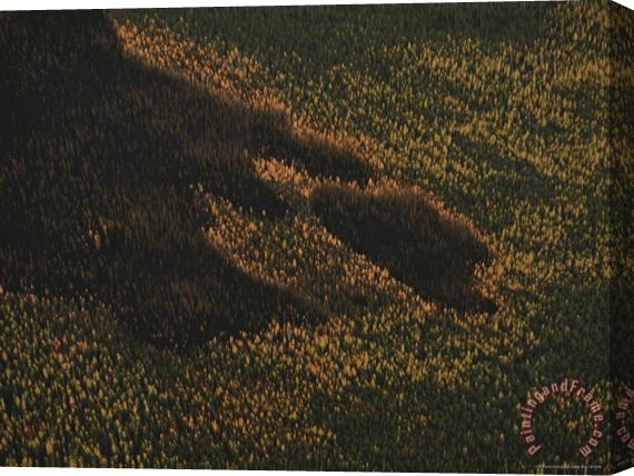 Raymond Gehman An Aerial View of a Forest with Wide Areas of Damage by Fire Stretched Canvas Painting / Canvas Art