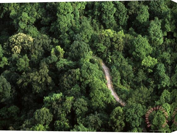 Raymond Gehman An Aerial View of a Road Passing Through a Thick Forest Stretched Canvas Print / Canvas Art