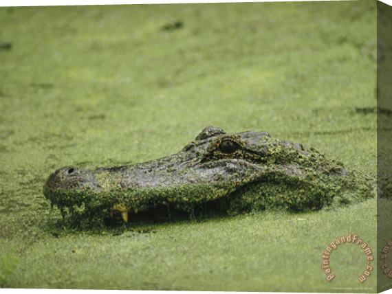 Raymond Gehman An Alligator Swims Through Duckweed Elm Lake Brazos Bend State Park Stretched Canvas Print / Canvas Art