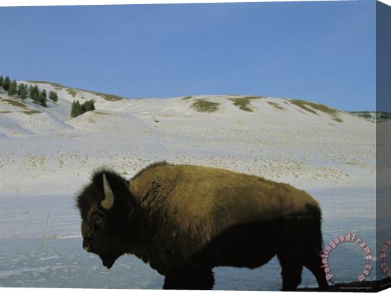 Raymond Gehman An American Bison Stands in a Wintry Landscape Stretched Canvas Painting / Canvas Art
