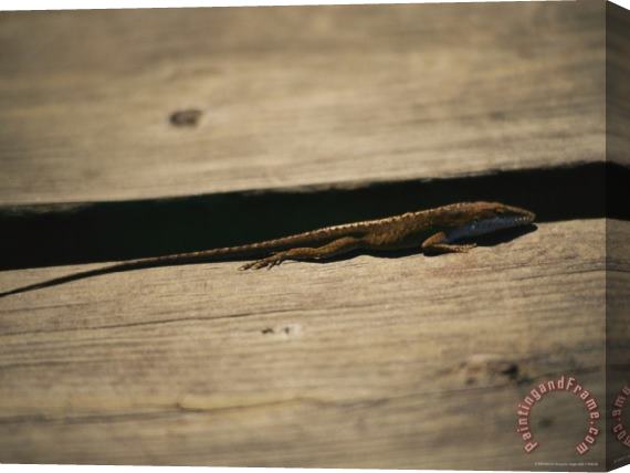 Raymond Gehman An Anole Lizard Rests on a Piece of Weathered Wood Stretched Canvas Painting / Canvas Art