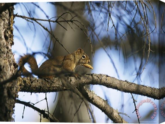 Raymond Gehman An Arboreal Red Squirrel Perches on a Tree Branch While Eating a Pine Nut Stretched Canvas Painting / Canvas Art