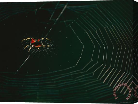 Raymond Gehman An Orb Weaver Spider And Its Web Sparkle in The Sunshine Stretched Canvas Print / Canvas Art