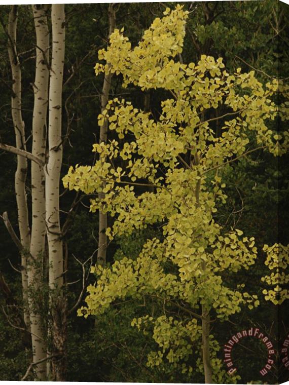 Raymond Gehman Aspens Stand Tall in This Woodlands View Stretched Canvas Painting / Canvas Art