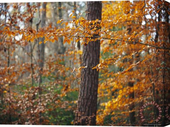 Raymond Gehman Autumn Colored Beech Trees And Pine in Upland Hardwood Forest Stretched Canvas Print / Canvas Art