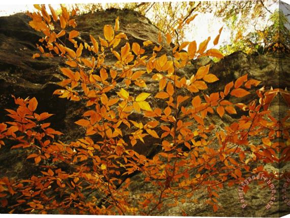 Raymond Gehman Autumn Colored Beech Trees at Raven Rock Stretched Canvas Print / Canvas Art