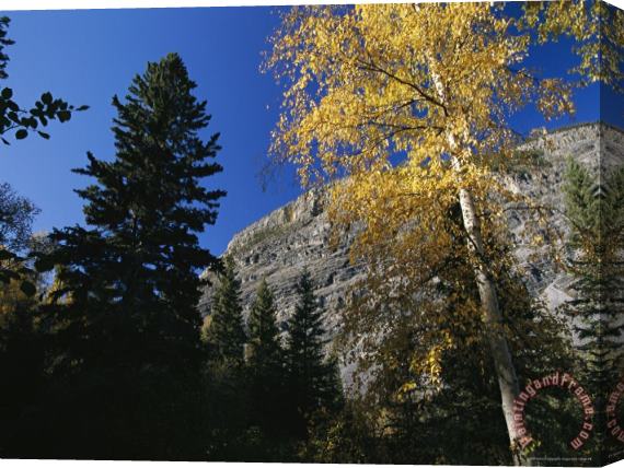 Raymond Gehman Autumn Foliage Surrounds The Limestone Face of The Nahanni Mountain Range Stretched Canvas Print / Canvas Art