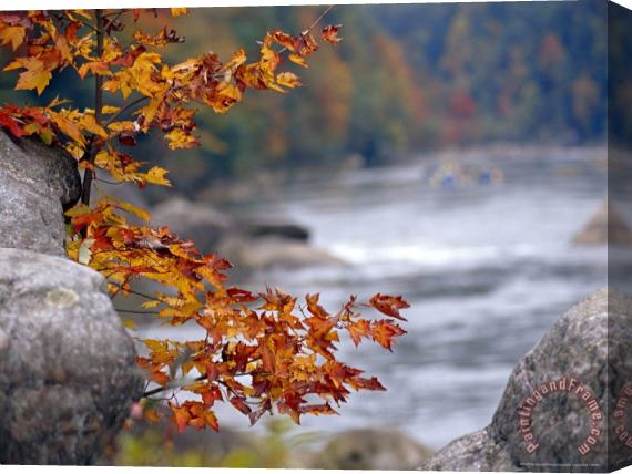 Raymond Gehman Autumn Hues And Large Boulders Along The Gauley River Stretched Canvas Print / Canvas Art