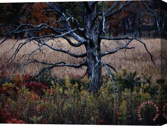 Raymond Gehman Autumnal View of an Old Oak Snag Stretched Canvas Painting / Canvas Art
