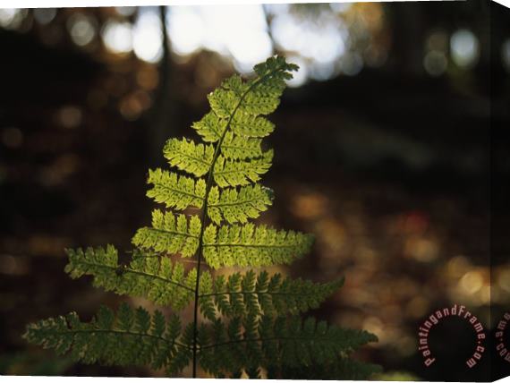 Raymond Gehman Backlit View of a Fern Frond with Spores on It Stretched Canvas Print / Canvas Art