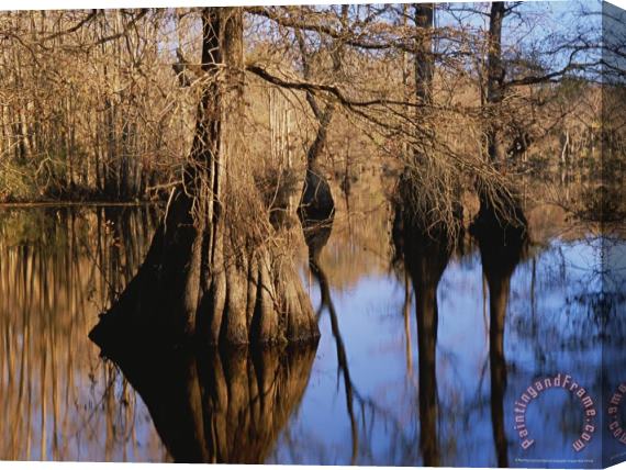 Raymond Gehman Bald Cypress Trees And Their Reflections on Water S Surface Stretched Canvas Painting / Canvas Art