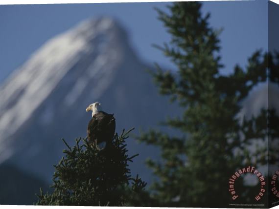 Raymond Gehman Bald Eagle Perches Atop a Fir Tree in The Shadow of Sirdar Mountain Stretched Canvas Print / Canvas Art