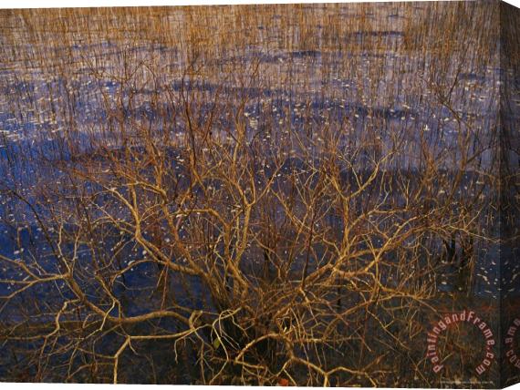 Raymond Gehman Bay Tree Branches Along The Edge of Lake Waccamaw The Worlds Largest Carolina Bay Stretched Canvas Painting / Canvas Art