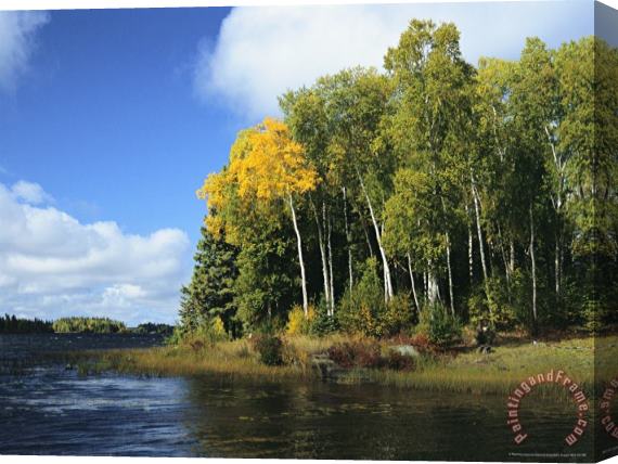Raymond Gehman Birch Trees Along a Lake in Grass River Provincial Park Stretched Canvas Print / Canvas Art