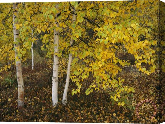 Raymond Gehman Birch Trees Along The Mackenzie River Stretched Canvas Painting / Canvas Art