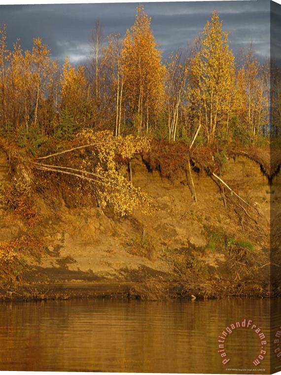Raymond Gehman Birch Trees Topple Into The Mackenzie River Due to Erosion Stretched Canvas Print / Canvas Art