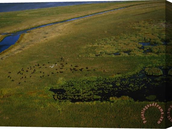 Raymond Gehman Bison Graze And Rest in The Green of The Peace Athabasca Delta Stretched Canvas Painting / Canvas Art