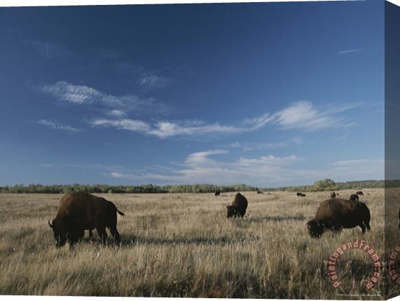 Raymond Gehman Bison Graze on a Field Set Against a Blue Sky with Wispy Clouds Stretched Canvas Print / Canvas Art