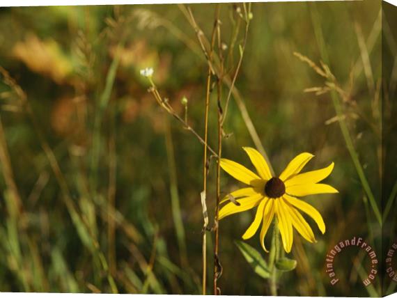 Raymond Gehman Black Eye Susan Among Grasses And Weedy Plants Stretched Canvas Print / Canvas Art