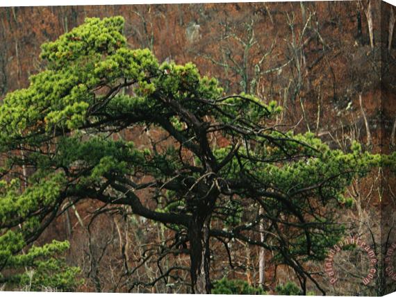 Raymond Gehman Black Pine in Forest Along Skyline Drive Stretched Canvas Print / Canvas Art
