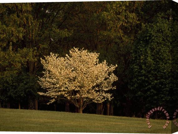 Raymond Gehman Blooming Dogwood Tree at The Edge of a Forest Stretched Canvas Print / Canvas Art