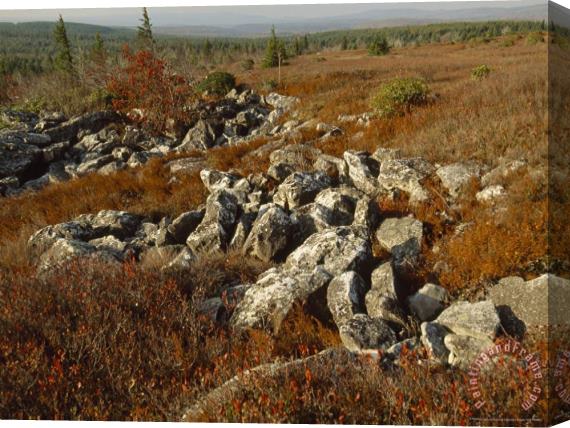 Raymond Gehman Boulders in a Heath And Blueberry Barrrens Stretched Canvas Painting / Canvas Art