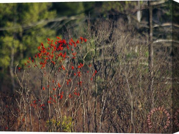 Raymond Gehman Bright Red Berries of The Serviceberry Bush Brighten a Swamp Habitat Stretched Canvas Print / Canvas Art
