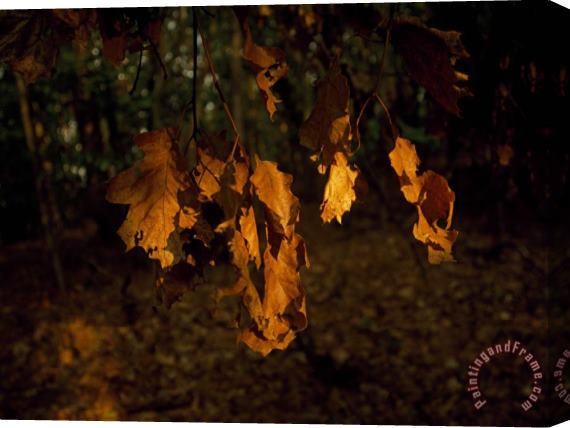 Raymond Gehman Browned Leaves Clinging to an Oak Tree Branch Stretched Canvas Print / Canvas Art