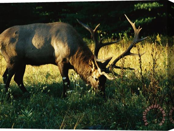 Raymond Gehman Bull Elk Grazes in a Flowering Field Stretched Canvas Painting / Canvas Art