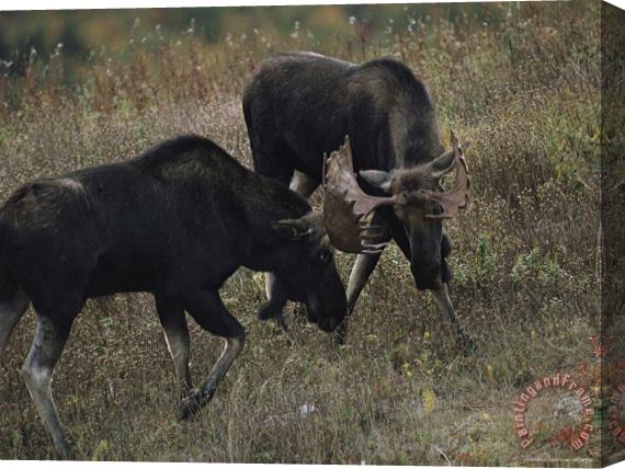 Raymond Gehman Bull Moose Alces Alces Spar During Breeding Season Stretched Canvas Print / Canvas Art