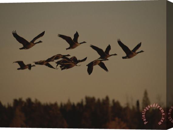 Raymond Gehman Canada Geese Fly in a Group Through a Goose Sanctuary Stretched Canvas Painting / Canvas Art
