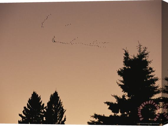 Raymond Gehman Canada Geese Fly Over The Manitoba Escarpment Stretched Canvas Painting / Canvas Art