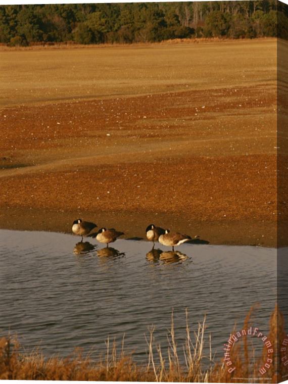 Raymond Gehman Canada Geese Resting in The Shallows of a Freshwater Marsh Stretched Canvas Painting / Canvas Art