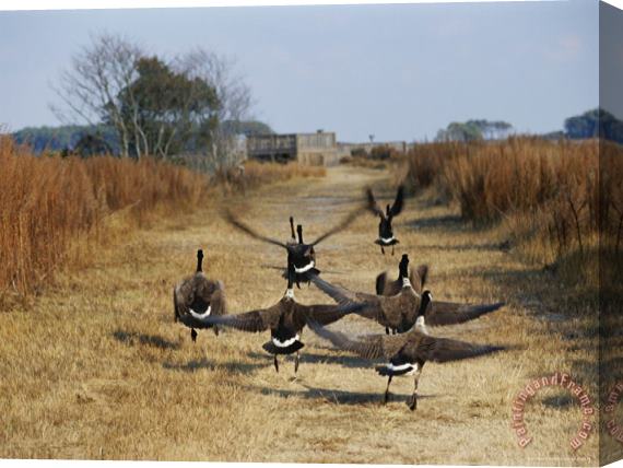 Raymond Gehman Canada Geese Take Flight Along The Fresh Water Marsh Trail Stretched Canvas Painting / Canvas Art