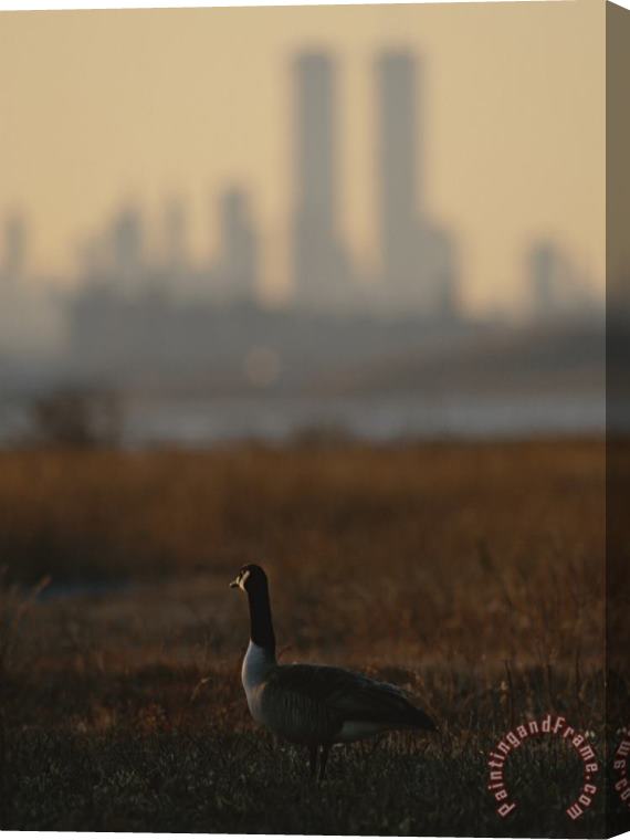 Raymond Gehman Canada Goose Branta Canadensis And Hazy Twin Towers Skyline Stretched Canvas Print / Canvas Art