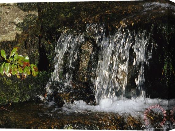 Raymond Gehman Cascading Waterfall in Jefferson National Forest Stretched Canvas Painting / Canvas Art