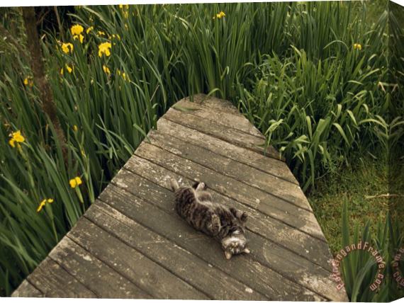 Raymond Gehman Cat Relaxing on a Wooden Deck Near Yellow Irises in Bloom Stretched Canvas Print / Canvas Art