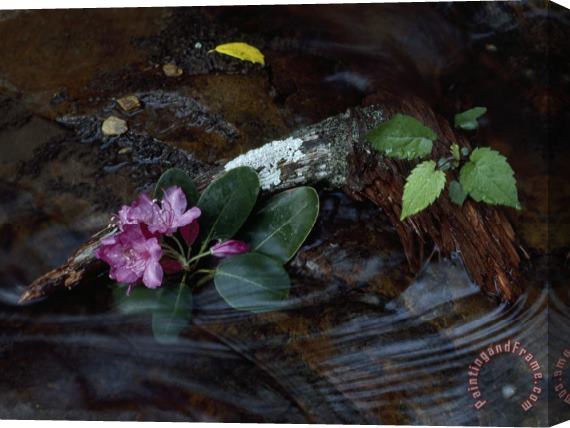 Raymond Gehman Catawba Rhododendron Blossom in a Mountain Stream in Hanging Rock State Park North Carolina Stretched Canvas Painting / Canvas Art