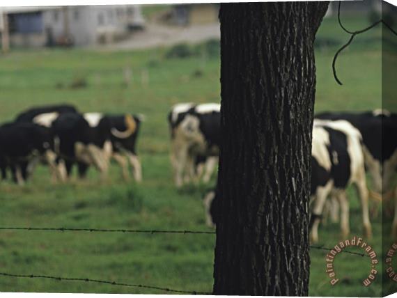 Raymond Gehman Cattle Grazing in a Field Beyond a Barbed Wire Fence Stretched Canvas Print / Canvas Art